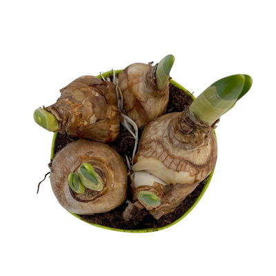 Narzisse 'Double Pam' gelb-weiß, vorgetrieben, Topf-Ø 12 cm, 3 Pflanzen