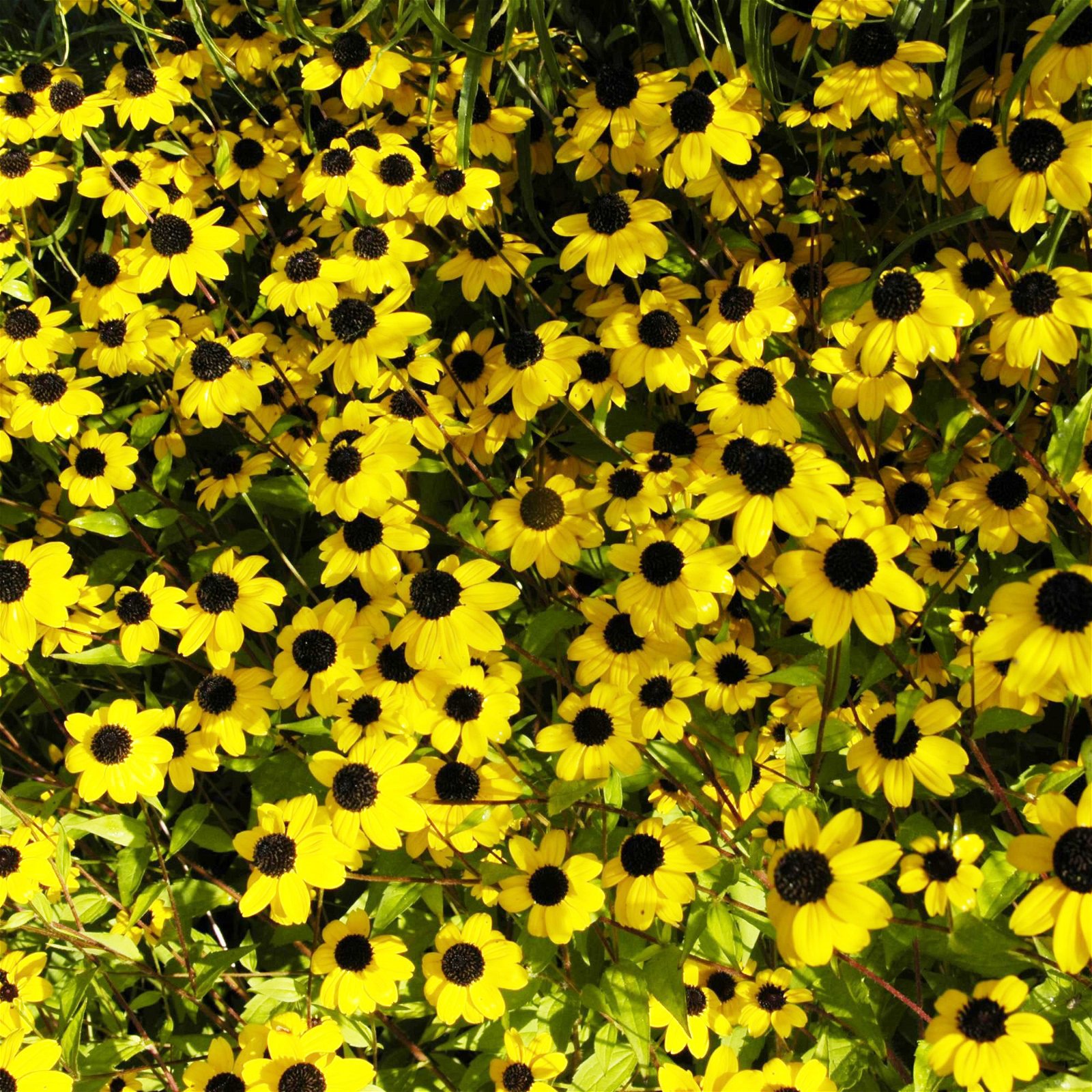 Bio Sonnenhut gelb, Topf-Ø 11 cm, 3er-Set