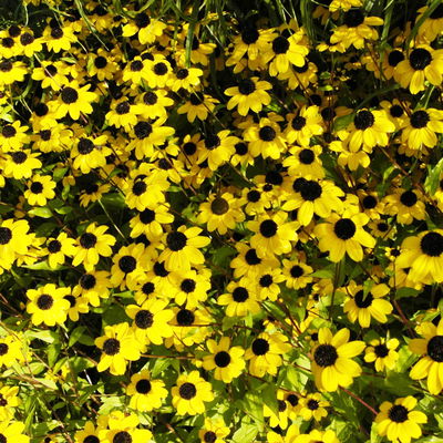 Bio Sonnenhut, gelb, Topf 11x11 cm, 3 Pflanzen