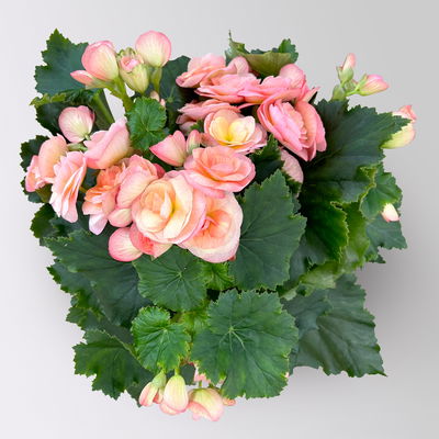 Begonie 'Hailey Sunset®', apricot, Topf-Ø 14 cm, 4 Pflanzen