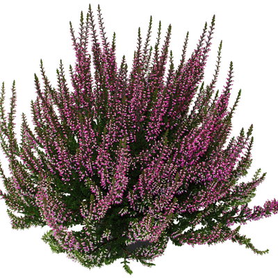 Knospenheide, lila, Topf-Ø 12 cm, 6 Pflanzen Knospenheide, lila, Topf-Ø 12 cm, 6 Pflanzen