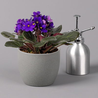 Usambaraveilchen, dunkelblau, Topf-Ø 12 cm, 6er-Set Usambaraveilchen, dunkelblau, Topf-Ø 12 cm, 6er-Set