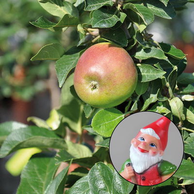 Kölle Bio Zwergapfel 'Sundue'®, Topf 7,5 Liter Kölle Bio Zwergapfel 'Sundue'®, Topf 7,5 Liter