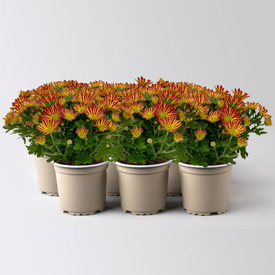 Chrysanthemen 'Swifty', bicolor-orange, Topf-Ø 10,5 cm, 6 Pflanzen Chrysanthemen 'Swifty', bicolor-orange, Topf-Ø 10,5 cm, 6 Pflanzen