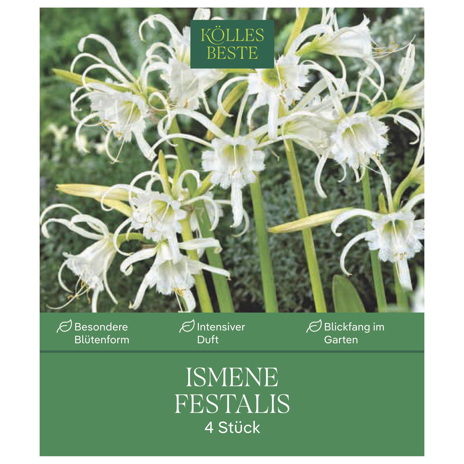 Kölles Beste Indisches Blumenrohr Yellow Humbert Canna, 1 Blumenzwiebel