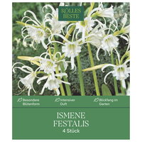 Kölles Beste Indisches Blumenrohr Yellow Humbert Canna, 1 Blumenzwiebel