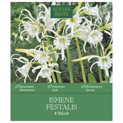 Kölles Beste Indisches Blumenrohr Yellow Humbert Canna, 1 Blumenzwiebel