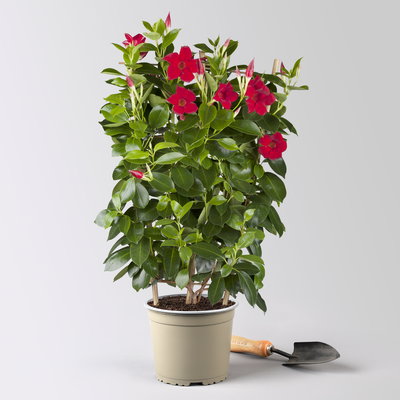 Dipladenie, dunkelrot, Spalier, Topf-Ø 17 cm, Höhe ca. 50 cm, 2 Pflanzen