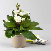 Primel 'Pollyanna Frosty White', weiß, Topf-Ø 13 cm, 6 Pflanzen