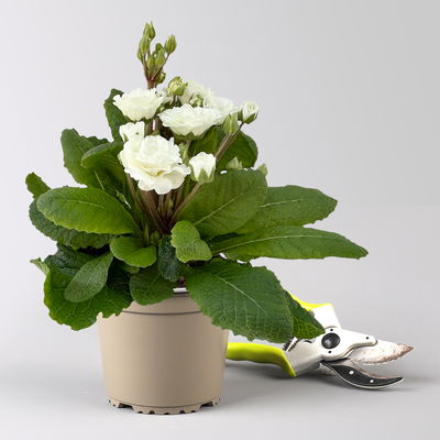 Primel 'Pollyanna Frosty White', weiß, Topf-Ø 13 cm, 6 Pflanzen