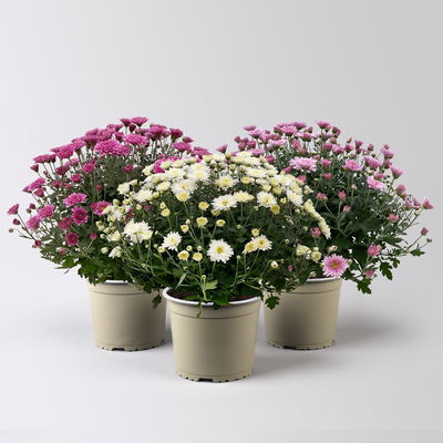 Chrysanthemen, lila-rosa-weiß, Topf-Ø 19 cm, 3 Pflanzen