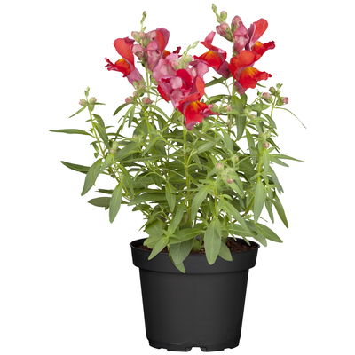 Löwenmäulchen rot, Topf 12 cm Ø, 6 Stück