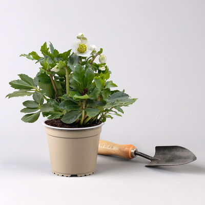 Christrose 'Praecox' weiß, Topf-Ø 13 cm, 2er-Set Christrose 'Praecox' weiß, Topf-Ø 13 cm, 2er-Set