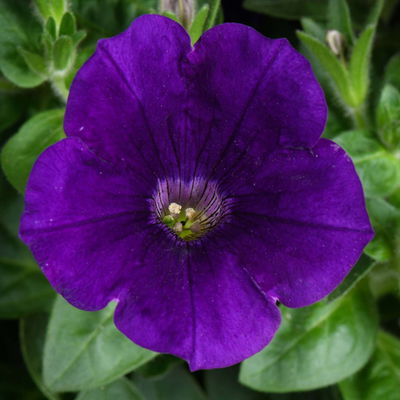 Petunien 'Capella® Indigo Impr' blau, hängend, Topf-Ø 13 cm, 6 Pflanzen