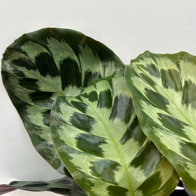 Calathea 'Kennedy', Topf-Ø 14 cm, Höhe ca. 40 cm, 2 Pflanzen Calathea 'Kennedy', Topf-Ø 14 cm, Höhe ca. 40 cm, 2 Pflanzen