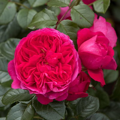 Kletterrose 'Deep Love'®, rot-violett, Topf 5 Liter Kletterrose 'Deep Love'®, rot-violett, Topf 5 Liter