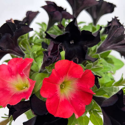 Petunien 'Duo' schwarz & lachs, hängend, Topf-Ø 14 cm, 4 Pflanzen