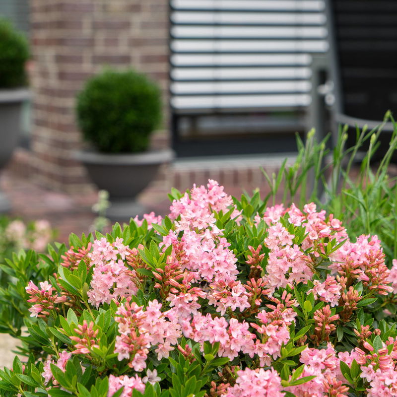 Rhododendron micranthum 'Bloombux' ® online kaufen PflanzenKölle