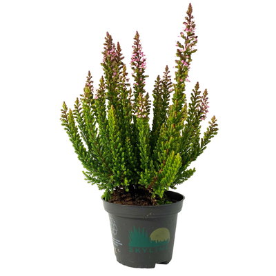 Besenheide SKYLINE®, Mischung zufällig, Topf-Ø 6,5 cm, 12 Pflanzen Besenheide SKYLINE®, Mischung zufällig, Topf-Ø 6,5 cm, 12 Pflanzen