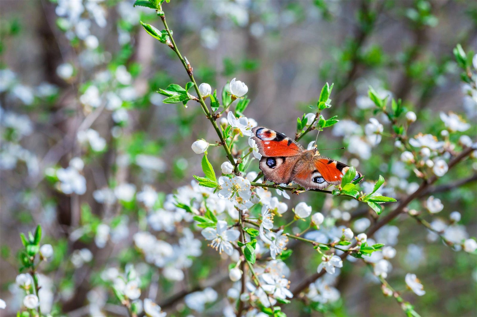 Schmetterling sitzt auf Kirschblütenbaum