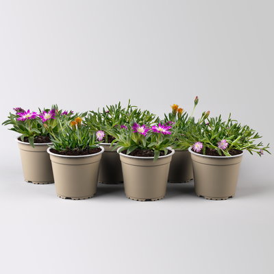 Mittagsblume, Farben zufällig, Topf-Ø 12 cm, 6er-Set