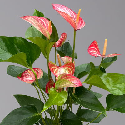 Flamingoblume 'Livium Red' rot-weiß gestreift, Topf-Ø 14 cm