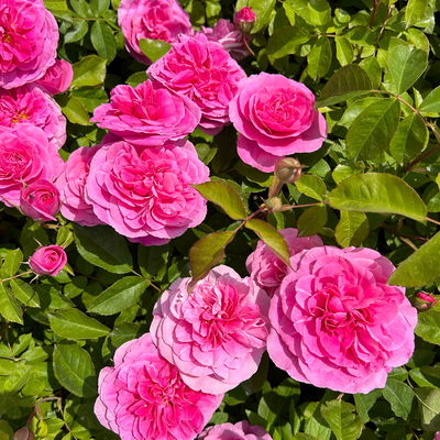 Englische Rose 'Gertrude Jekyll' (Ausbord) David Austin, rosa, Topf 5 Liter