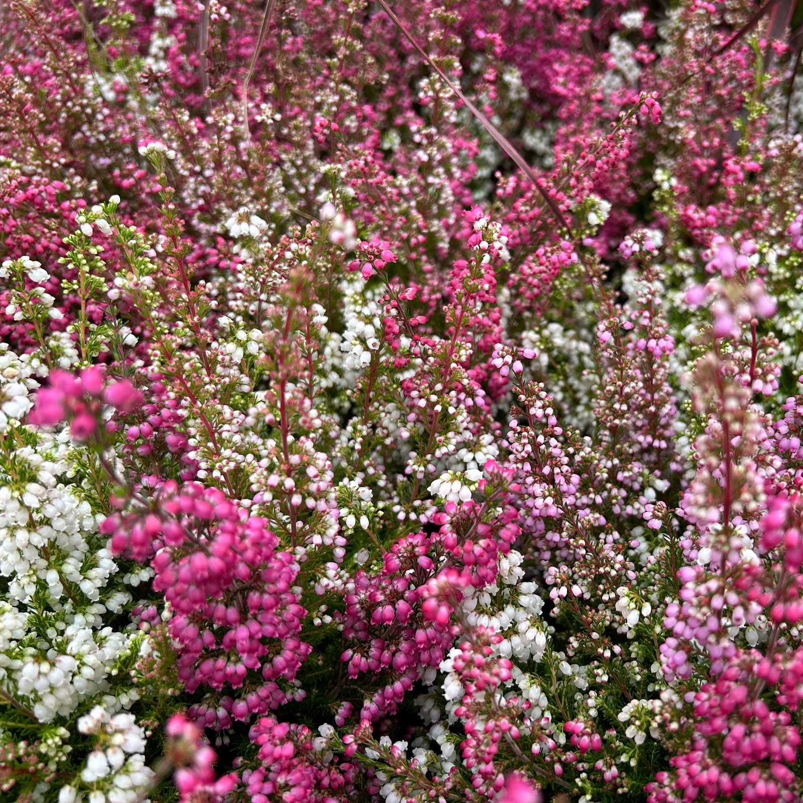 Glockenheide 'Trio' rot-rosa-weiß, Topf-Ø 12cm, 6 Pflanzen Glockenheide 'Trio' rot-rosa-weiß, Topf-Ø 12cm, 6 Pflanzen