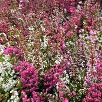 Glockenheide 'Trio' rot-rosa-weiß, Topf-Ø 12cm, 6 Pflanzen Glockenheide 'Trio' rot-rosa-weiß, Topf-Ø 12cm, 6 Pflanzen