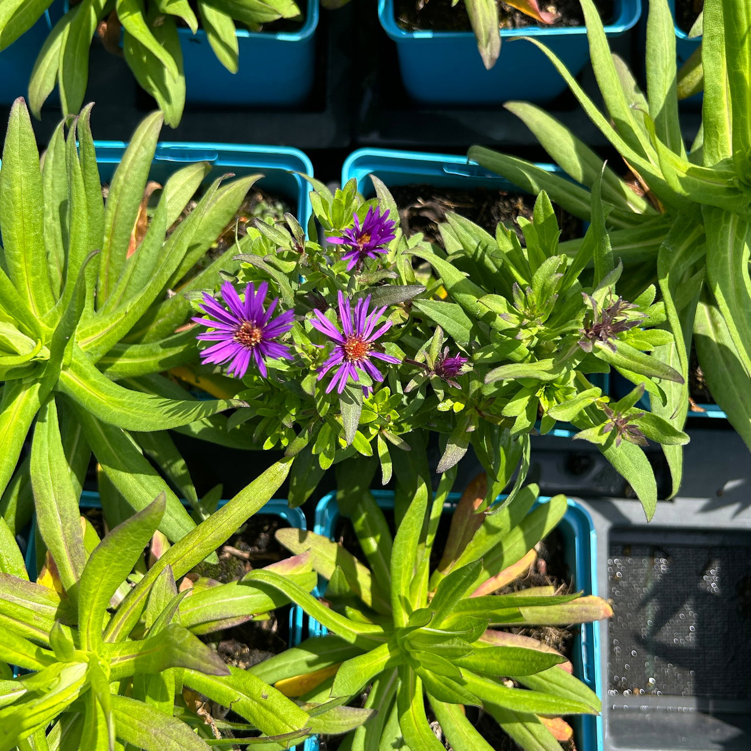 Bio Raublatt-Aster 'Purple Dome' violett, Topf 11x11 cm, 3 Pflanzen Bio Raublatt-Aster 'Purple Dome' violett, Topf 11x11 cm, 3 Pflanzen