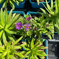 Bio Raublatt-Aster 'Purple Dome' violett, Topf 11x11 cm, 3 Pflanzen Bio Raublatt-Aster 'Purple Dome' violett, Topf 11x11 cm, 3 Pflanzen