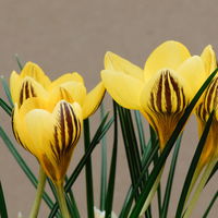 Zwiebelpflanzen-Set Frühlingsbote, gelb-weiß, 9 Pflanzen Zwiebelpflanzen-Set Frühlingsbote, gelb-weiß, 9 Pflanzen