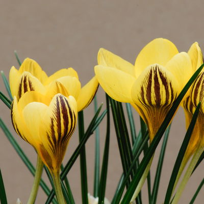 Zwiebelpflanzen-Set Frühlingsbote, gelb-weiß, 9 Pflanzen Zwiebelpflanzen-Set Frühlingsbote, gelb-weiß, 9 Pflanzen