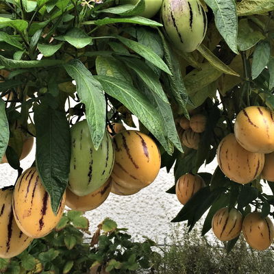 Blu Bio Pepino, Topf-Ø 12 cm, 3er Set