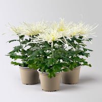 Chrysantheme 'Chrysanne® Fireworks Cream', creme, Topf-Ø 13 cm, 3 Pflanzen