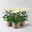Chrysantheme 'Chrysanne® Fireworks Cream', creme, Topf-Ø 13 cm, 3 Pflanzen Chrysantheme 'Chrysanne® Fireworks Cream', creme, Topf-Ø 13 cm, 3 Pflanzen