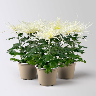 Chrysantheme 'Chrysanne® Fireworks Cream', creme, Topf-Ø 13 cm, 3 Pflanzen Chrysantheme 'Chrysanne® Fireworks Cream', creme, Topf-Ø 13 cm, 3 Pflanzen