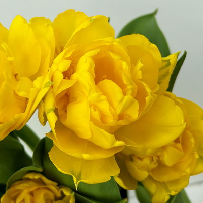 Tulpe, gelb, gefüllt, vorgetrieben, Topf-Ø 15 cm, 3 Pflanzen Tulpe, gelb, gefüllt, vorgetrieben, Topf-Ø 15 cm, 3 Pflanzen