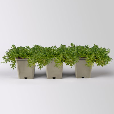 Sedum album 'Coral Carpet', weiß, Topf 9x9 cm, 3 Pflanzen Sedum album 'Coral Carpet', weiß, Topf 9x9 cm, 3 Pflanzen