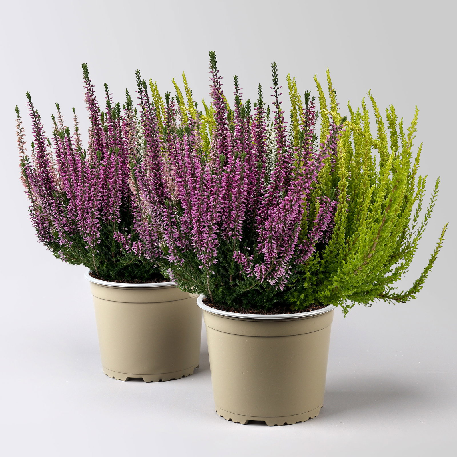 Knospenheide 'High Five®', fünffarbig, Topf-Ø 17 cm, 2 Pflanzen