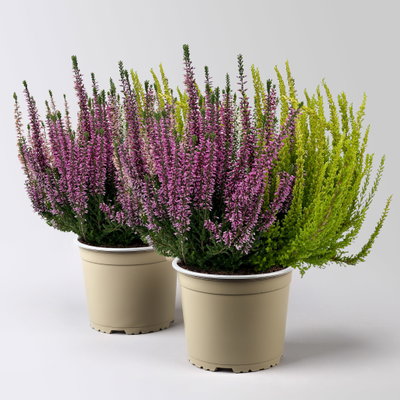 Knospenheide 'High Five®', fünffarbig, Topf-Ø 17 cm, 2 Pflanzen