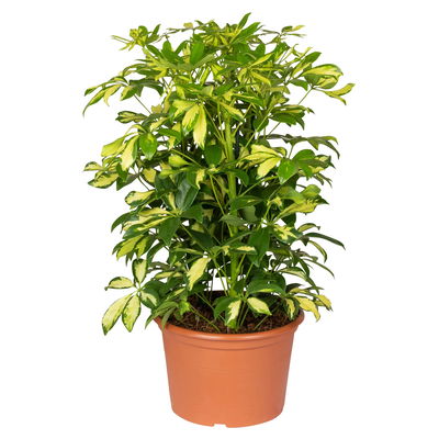 Schefflera arboricola 'Gerda', Topf-Ø 21 cm, Höhe ca. 55 cm Schefflera arboricola 'Gerda', Topf-Ø 21 cm, Höhe ca. 55 cm