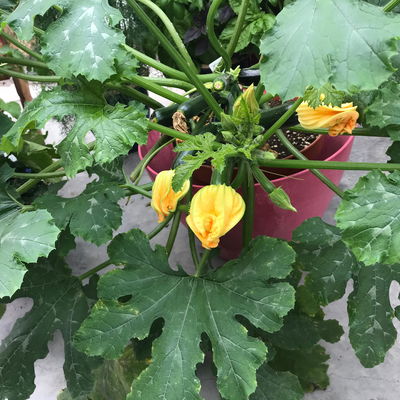 Blu Bio Zucchini 'Balkon-Zucchini', Topf-Ø 12 cm, 3er Set