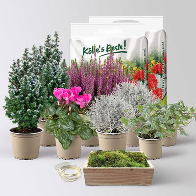 Pflanzenkreation Zauberhafter Winter, 8 Pflanzen + Lichterkette + Erde Pflanzenkreation Zauberhafter Winter, 8 Pflanzen + Lichterkette + Erde