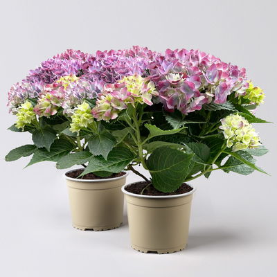 Hortensie  'Tabletensia®' lila, Topf-Ø 10 cm, 2er-Set