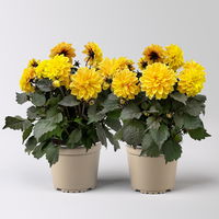 Dahlie, gelb, dunkellaubig, Topf-Ø 19 cm, 2 Pflanzen