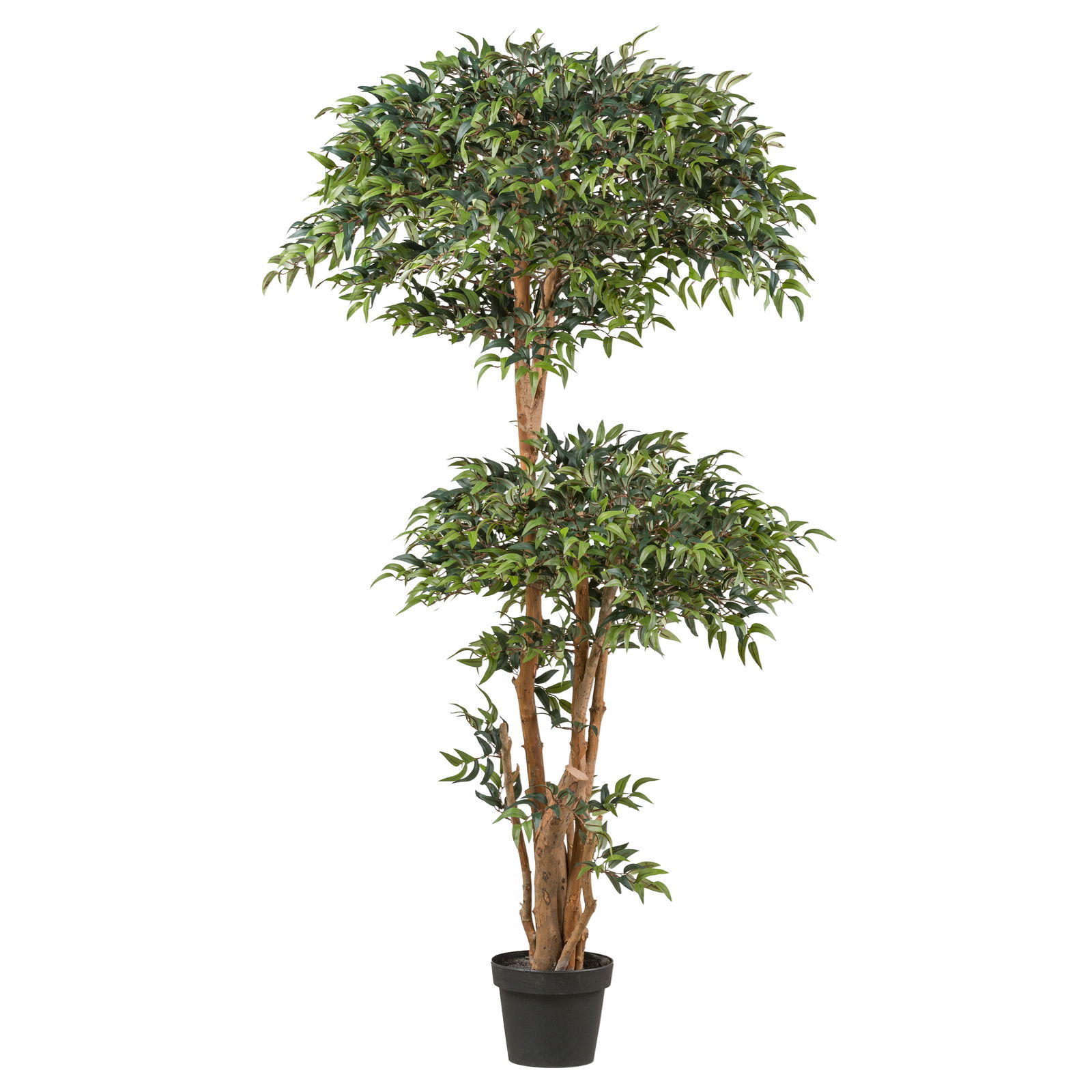 Künstliche Ruscus Kugelbaum, Höhe ca. 170 cm