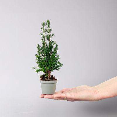 Kegelzypresse 'Top Point', Mini, Topf-Ø 6 cm, 6 Pflanzen