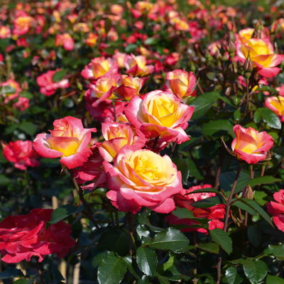 Beetrose 'Euphoria'®, gelb/rot, Topf 5 Liter, 4 Pflanzen Beetrose 'Euphoria'®, gelb/rot, Topf 5 Liter, 4 Pflanzen