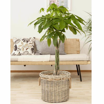 Glückskastanie, Topf-Ø 21 cm, Höhe ca. 100 cm Glückskastanie, Topf-Ø 21 cm, Höhe ca. 100 cm